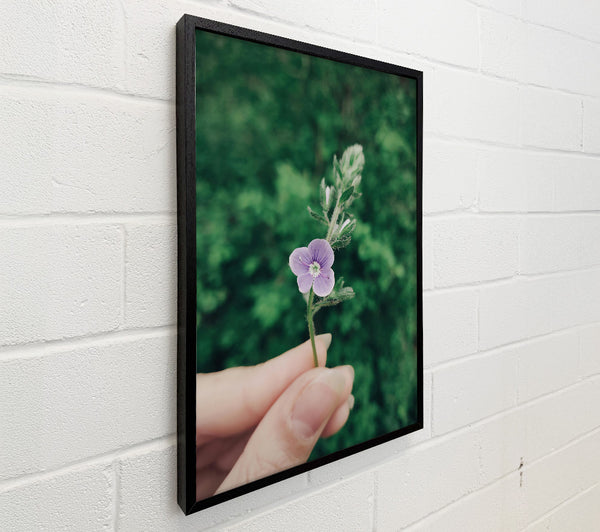 Lavender Bloom In Green