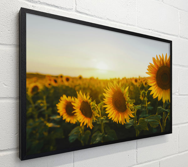 Golden Hour Sunflowers