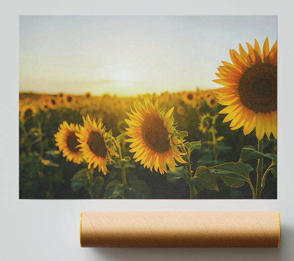 Golden Hour Sunflowers Poster