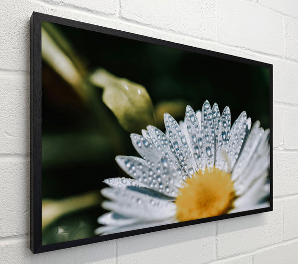 Silver Dewdrop Bloom