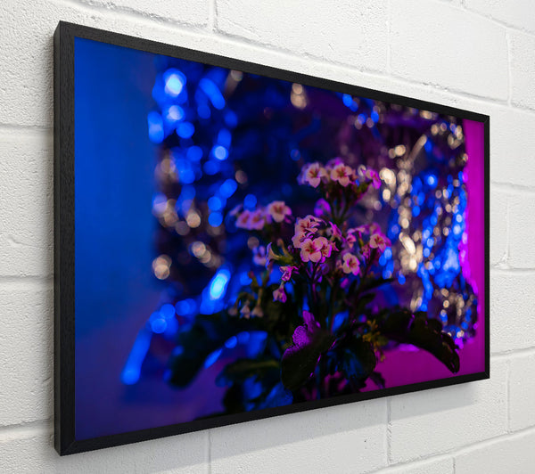 Blue Bloom Lights