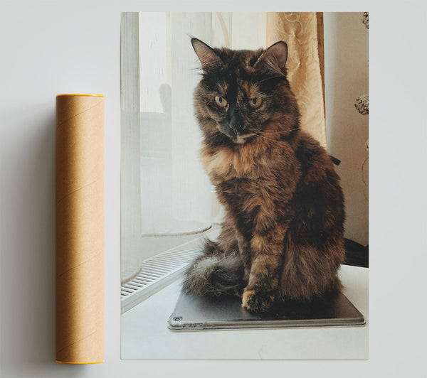 Black Cat On Tablet Print