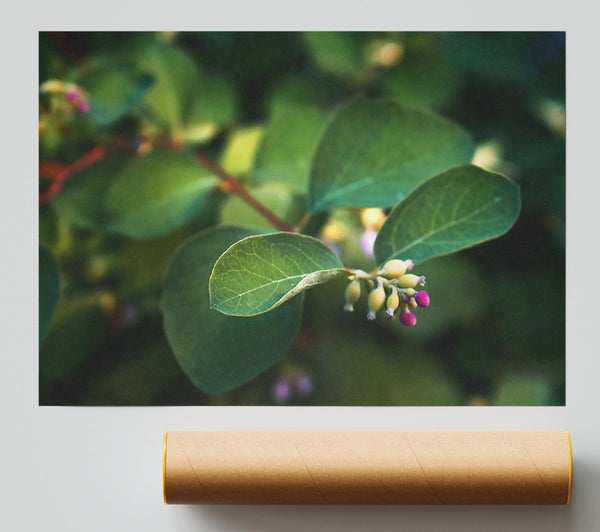Green Budding Sprig Poster