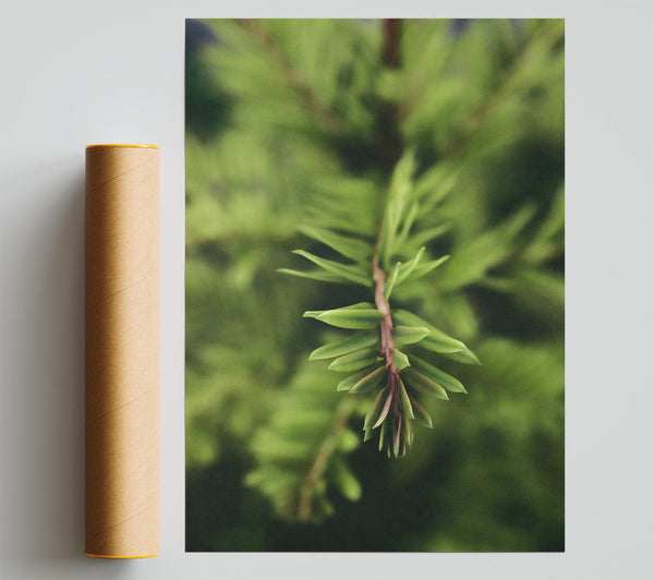 Emerald Sprig Of Green Giclee Print