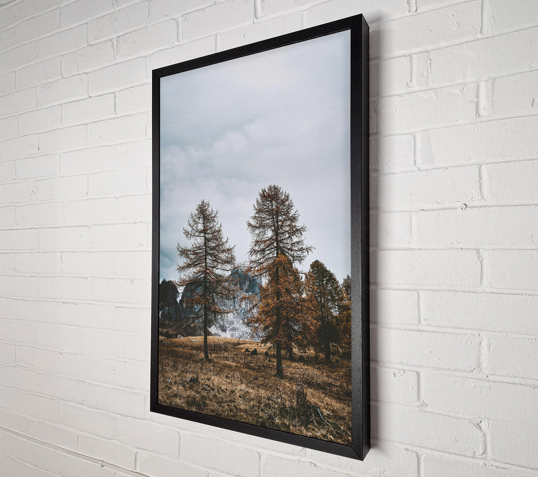  A Canvas Print of Golden Pines In Fog Canvas Wall Art