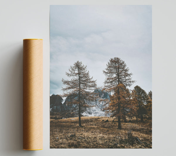 Golden Pines In Fog Print