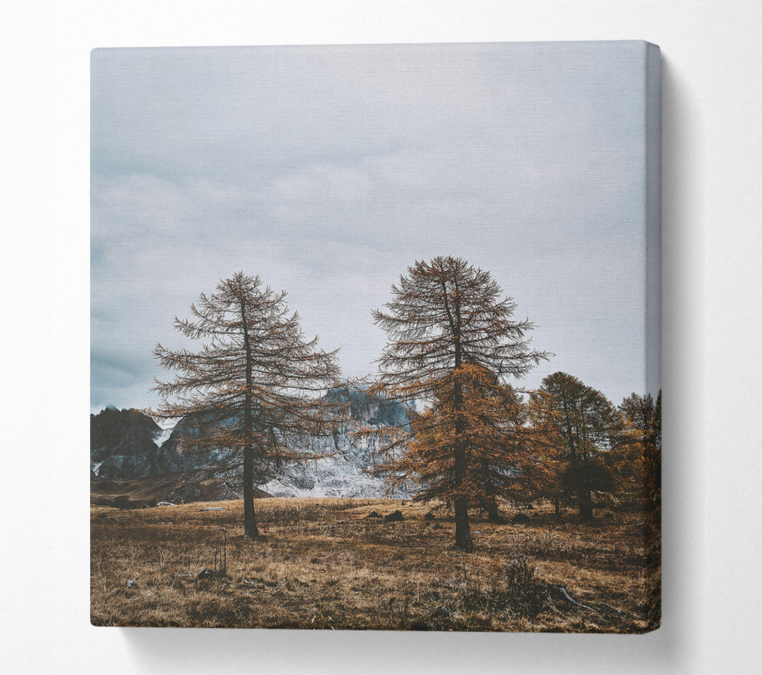  A Canvas Print of Golden Pines In Fog Canvas Wall Art