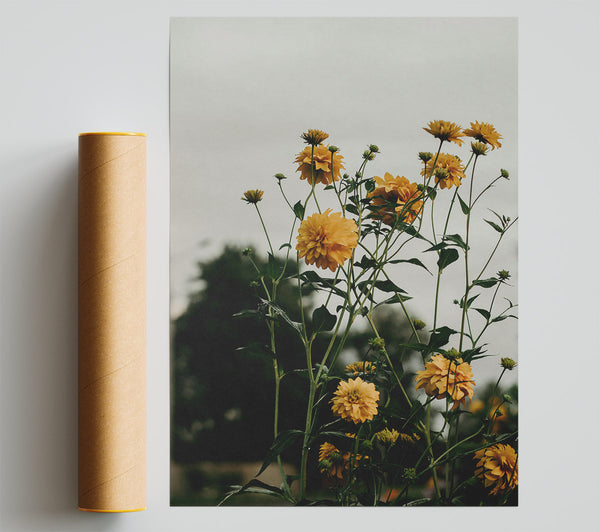 Golden Blooms In Bloom Giclee Print