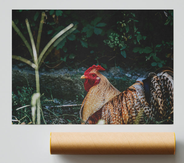 Red Rooster In The Shade Print