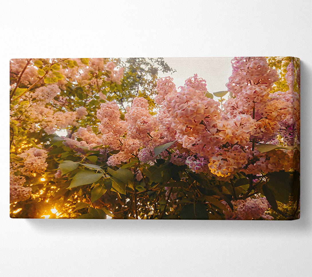  A Canvas Print of Pink Lilac Bloom Canvas Art