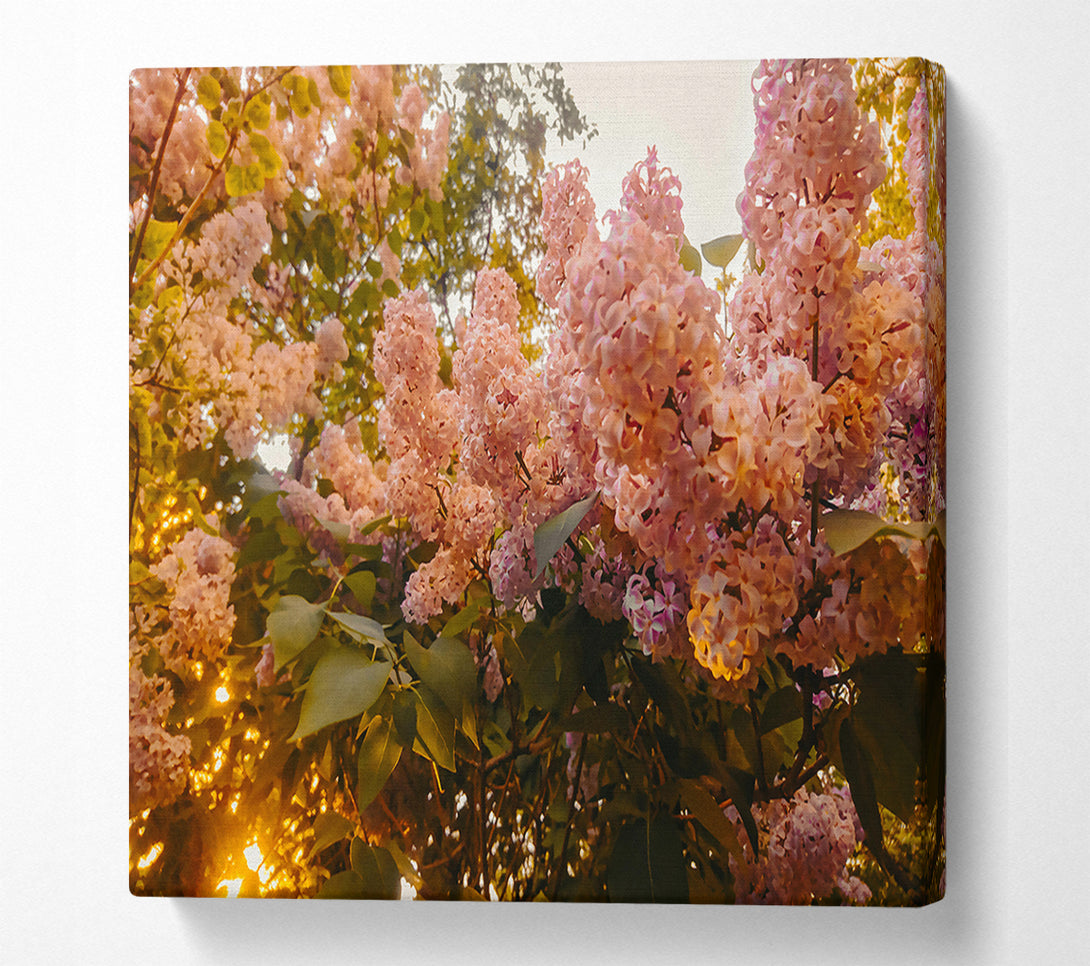  A Canvas Print of Pink Lilac Bloom Canvas Art