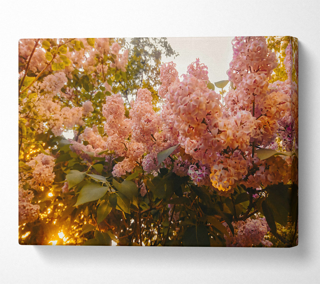  A Canvas Print of Pink Lilac Bloom Canvas Art