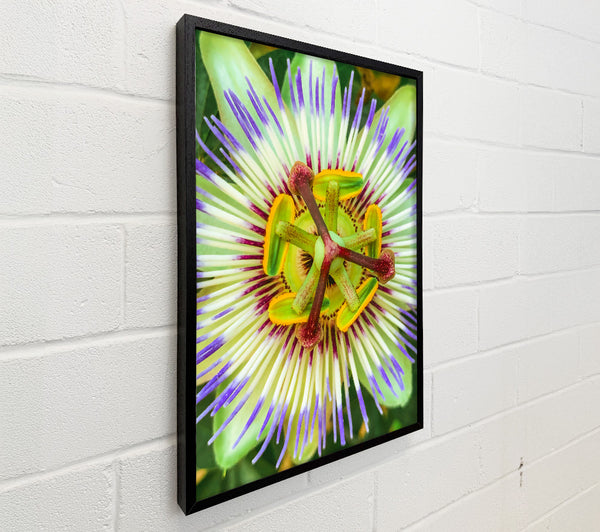 Green Passion Flower Bloom