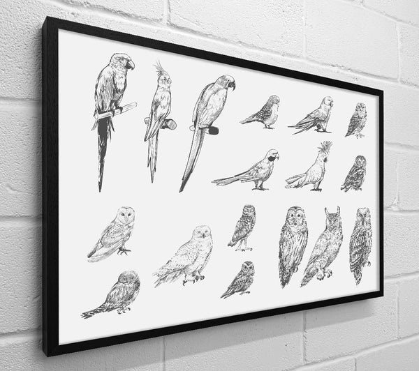 Bird Selection