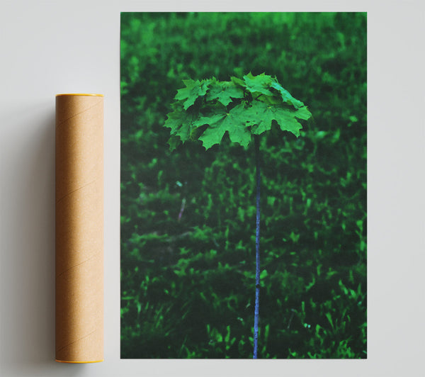 Emerald Sprout Rising Print