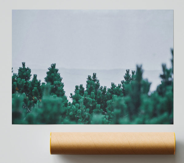 Emerald Pine Forest Giclee Print