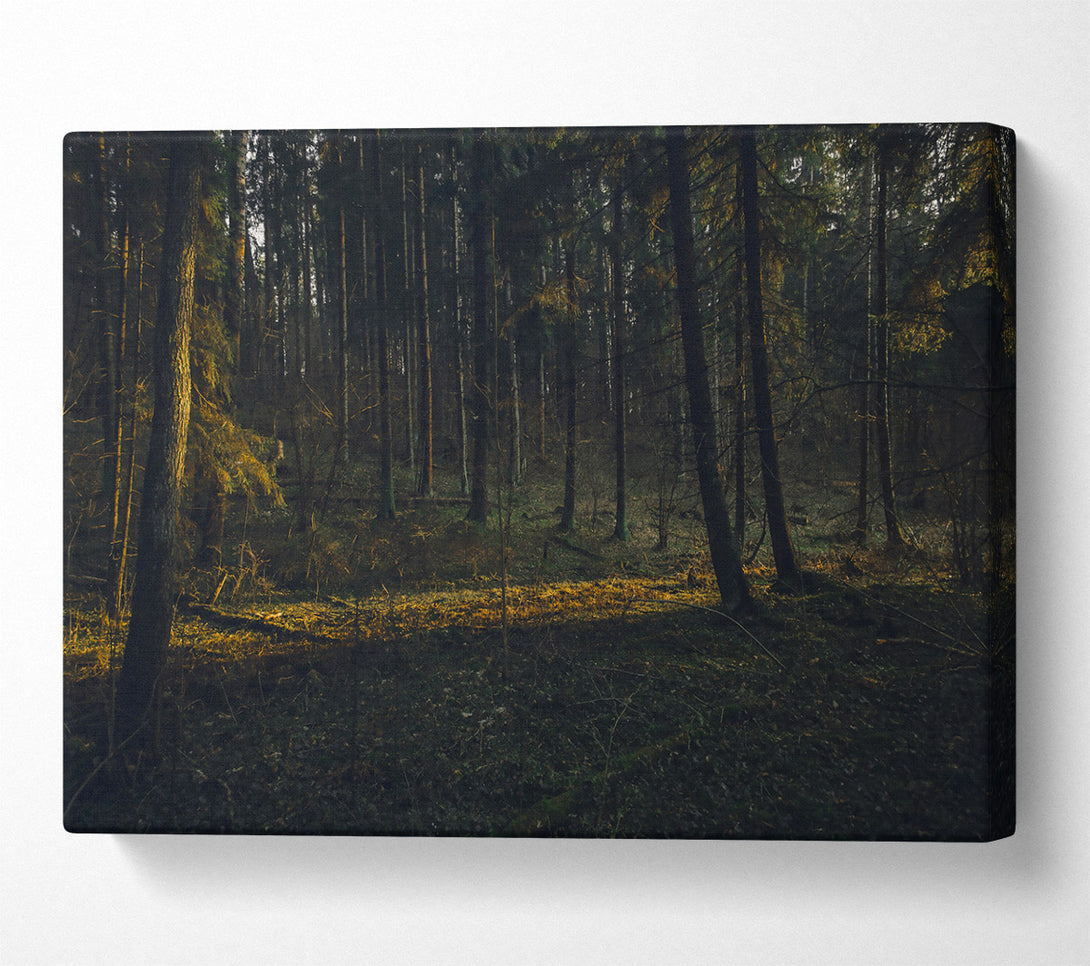  A Canvas Print of Golden Forest Light Canvas Wall Art
