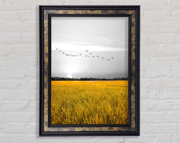 Birds Over A Corn Field Framed Print