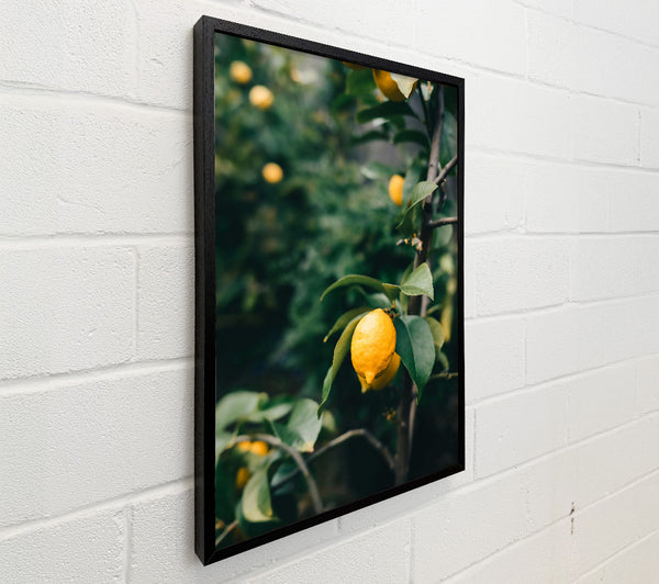 Yellow Lemon Tree Branch