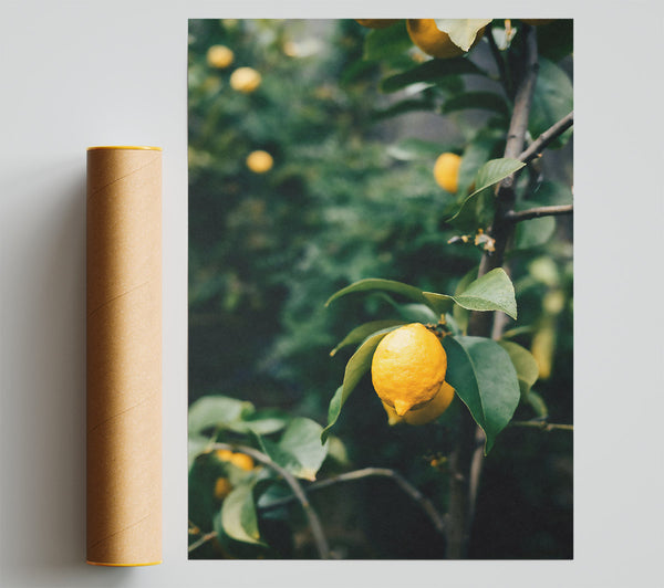 Yellow Lemon Tree Branch Poster