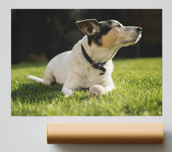 White Dog On Green Grass Giclee Print