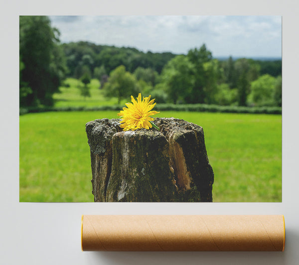Golden Bloom On Stump Print