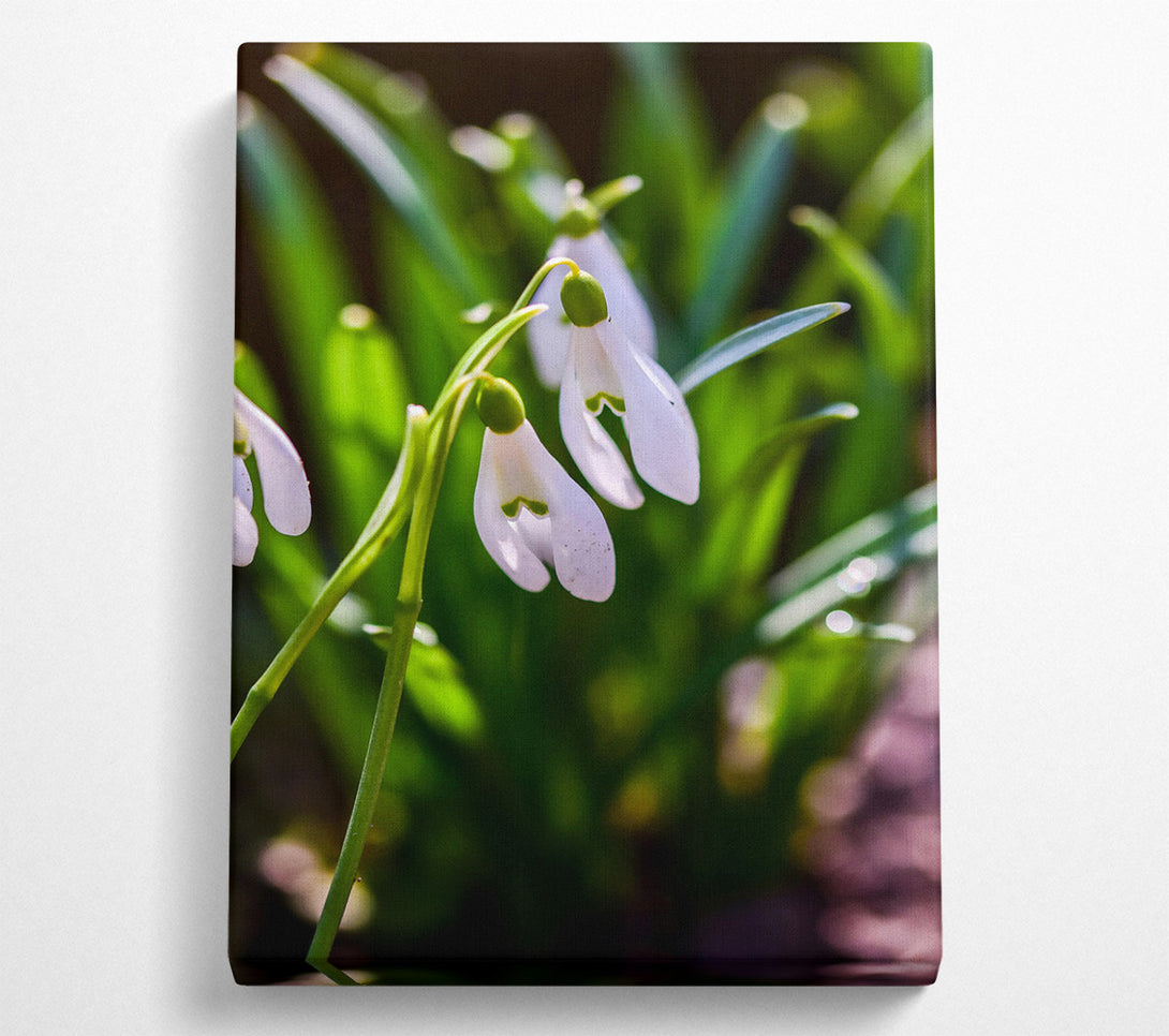  A Canvas Print of Green And White Snowdrops Canvas Print