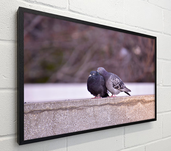 Gray Feathers On Concrete