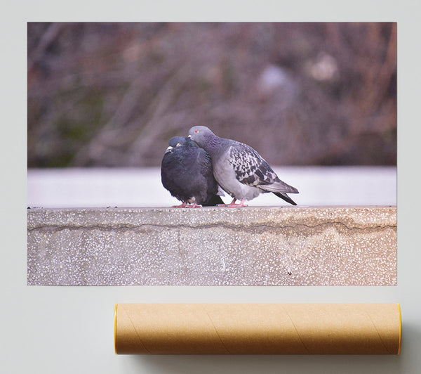 Gray Feathers On Concrete Print