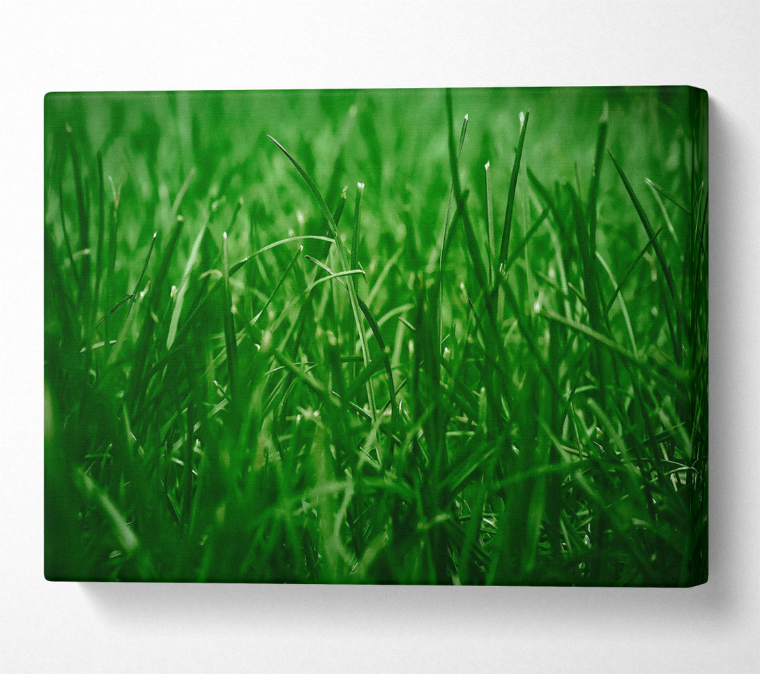  A Canvas Print of Emerald Green Blades Canvas Wall Art