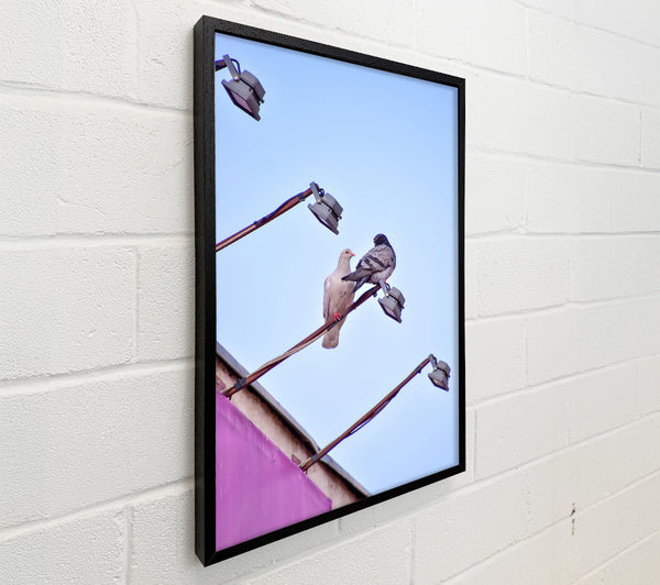 Pink Pigeon'S Light Post