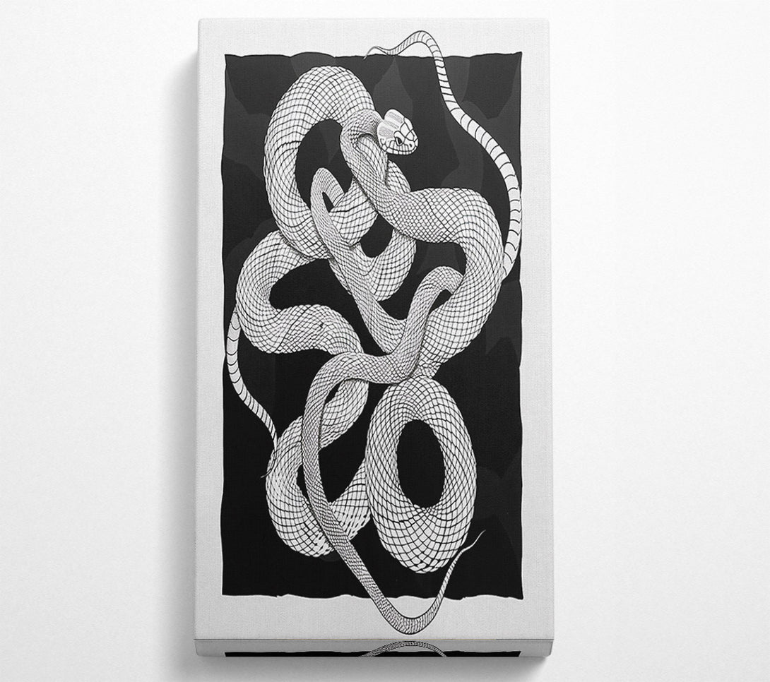  A Canvas Print of Black Snake Coils Canvas Print