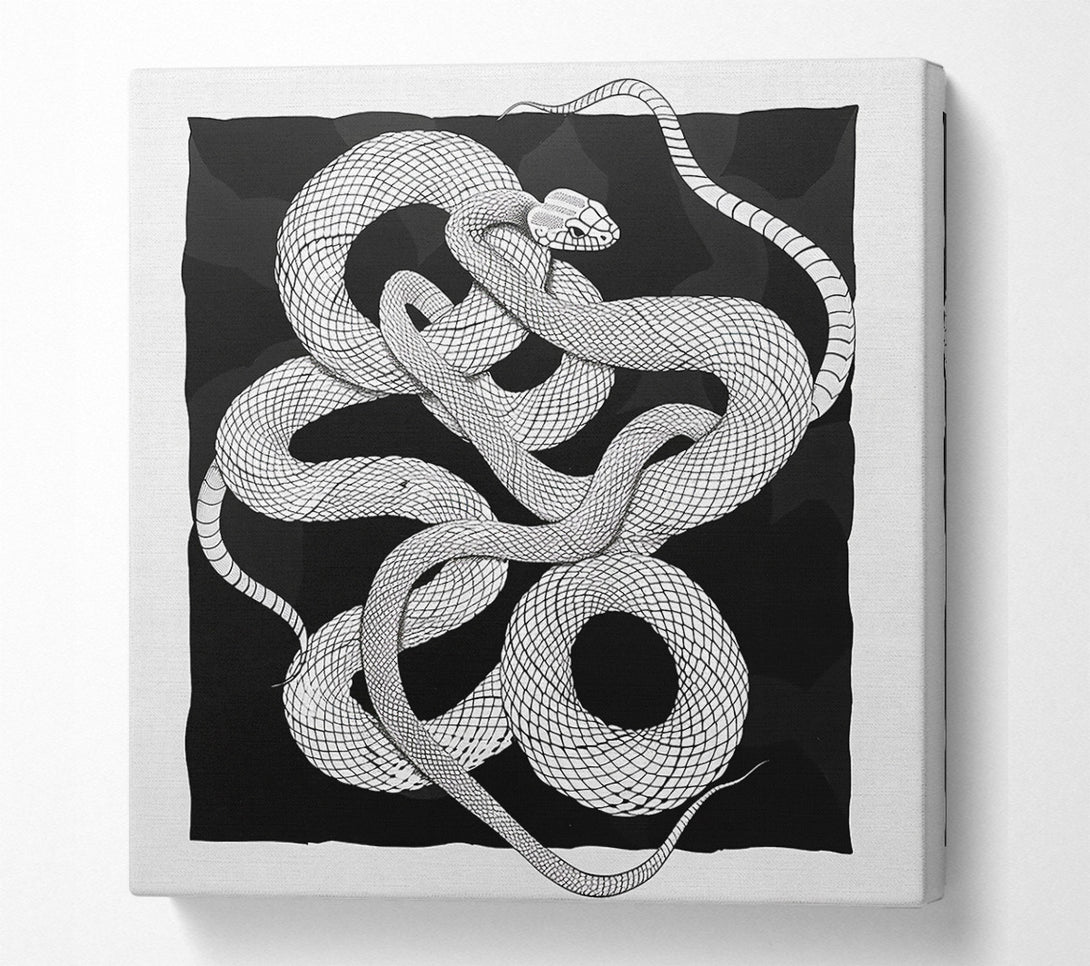  A Canvas Print of Black Snake Coils Canvas Print