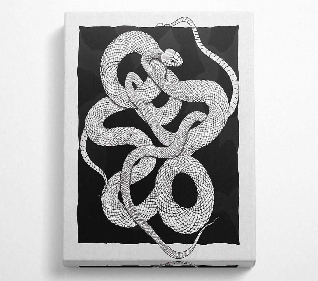  A Canvas Print of Black Snake Coils Canvas Print