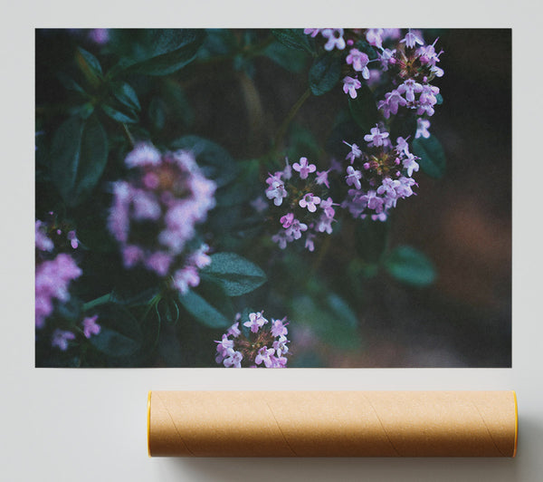 Lavender Blooms In Bloom Poster