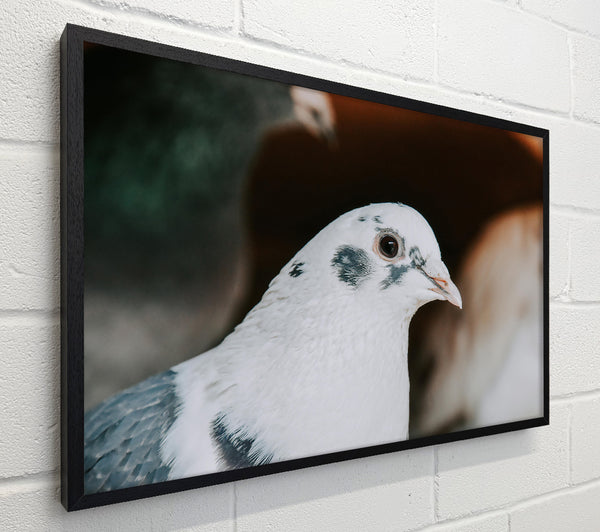 The White Dove'S Gaze