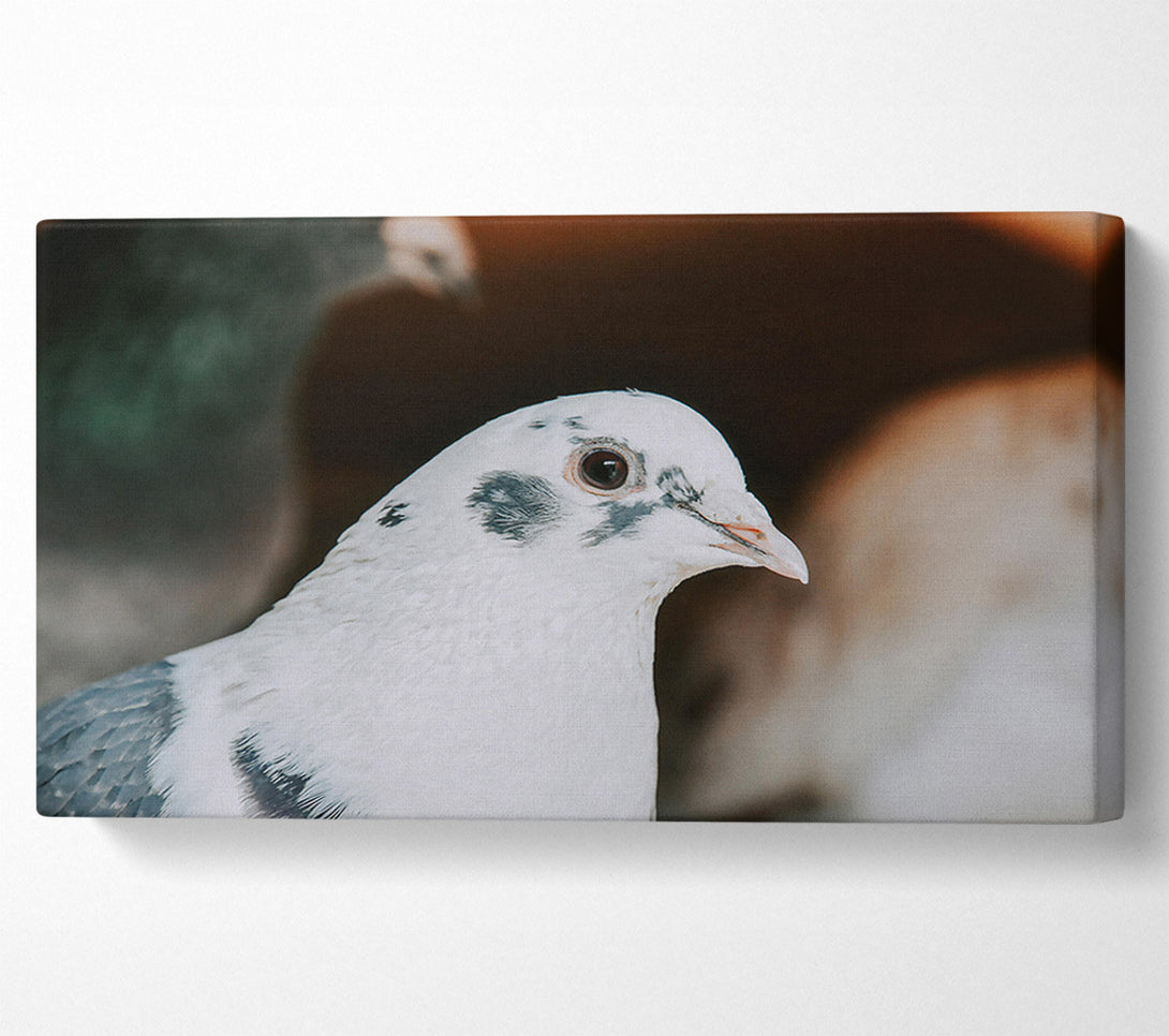  A Canvas Print of The White Dove'S Gaze Canvas Wall Art