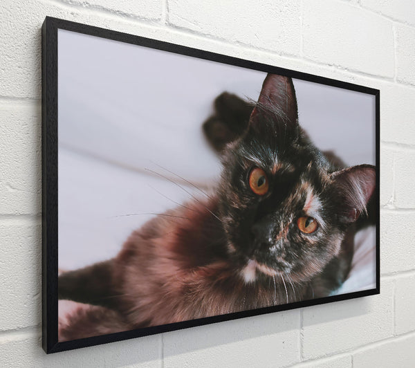 Golden-Eyed Black Cat