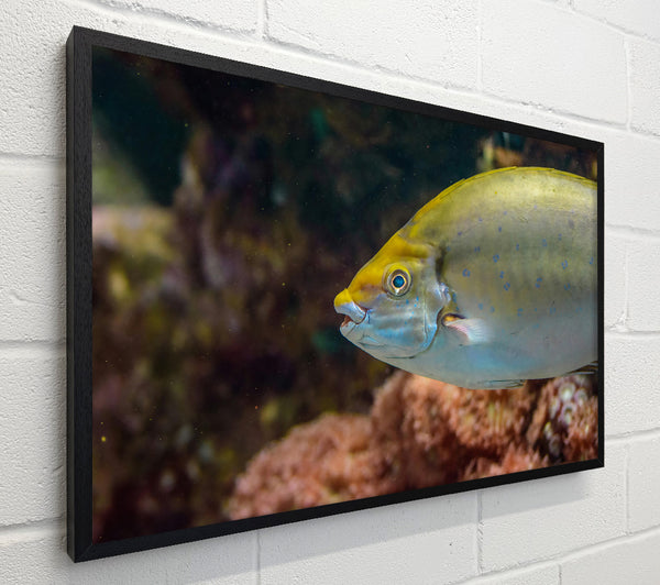 Golden Reef Fish