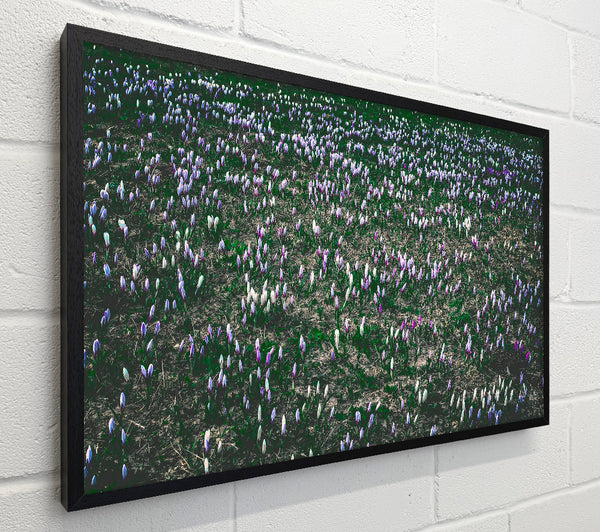 Purple Field Of Flowers
