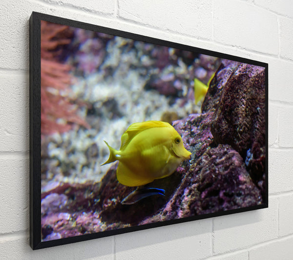 Golden Reef Dweller