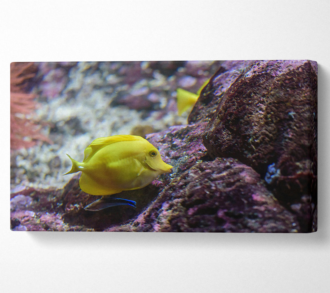  A Canvas Print of Golden Reef Dweller Canvas Wall Art