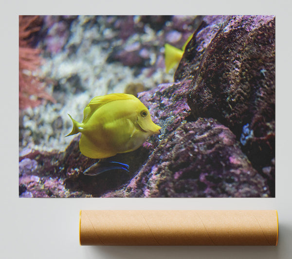 Golden Reef Dweller Print