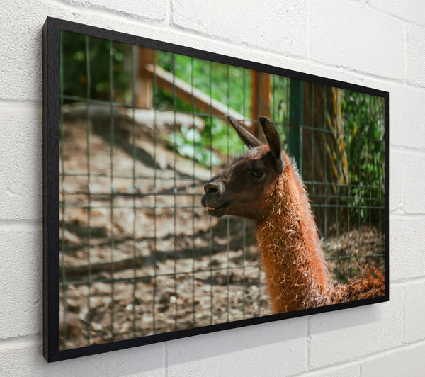 Brown Llama Gaze