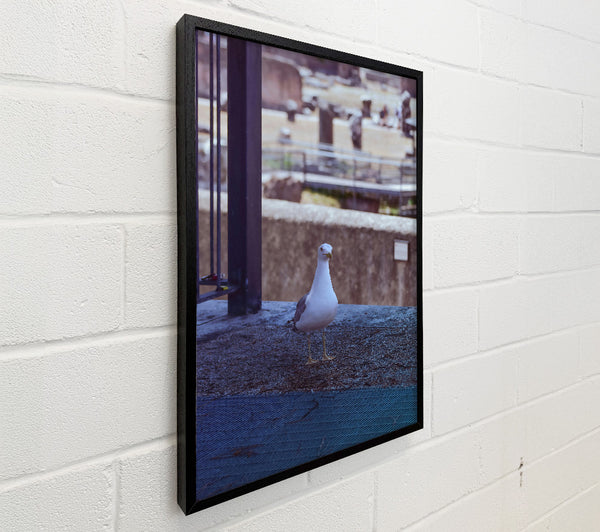Blue Seagull Sojourn