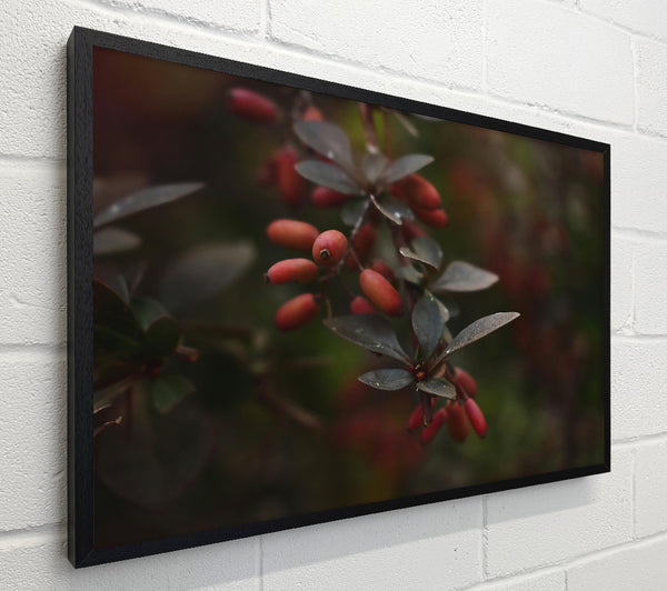 Crimson Winter Berries