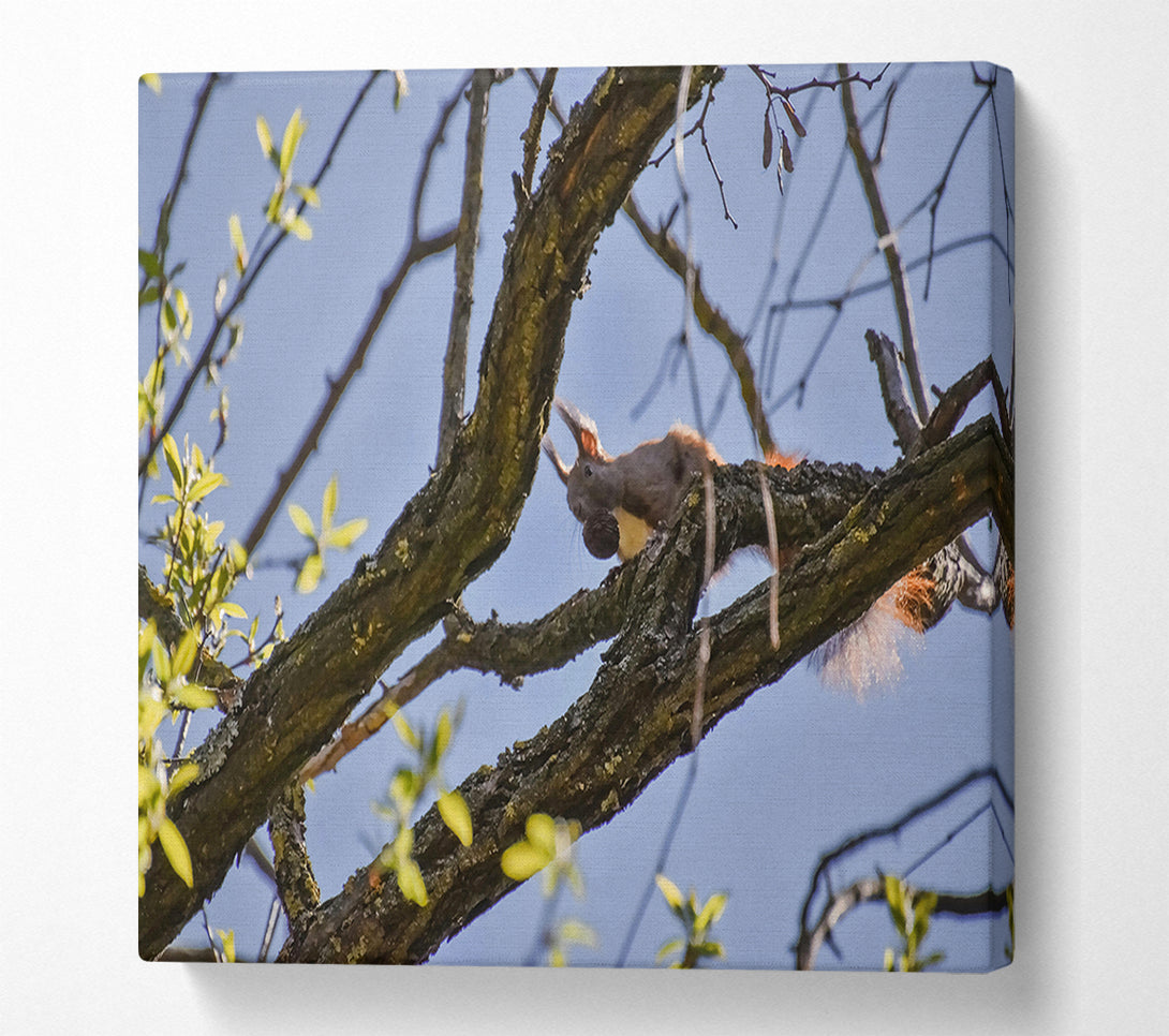  A Canvas Print of Brown Squirrel'S Lunchtime Canvas Art