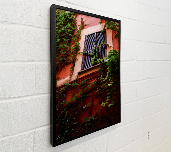 Red Wall Ivy