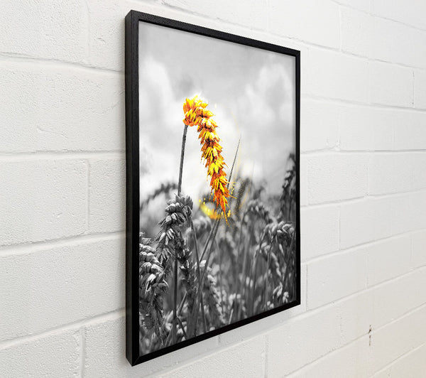 Black And White  Yellow Corn