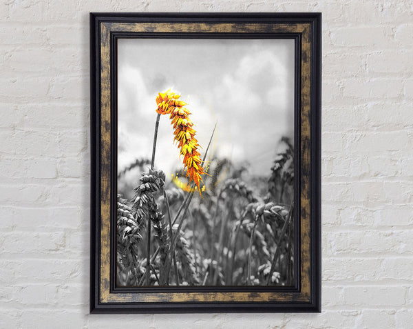Walnut And Walnut  Yellow Corn Framed Print